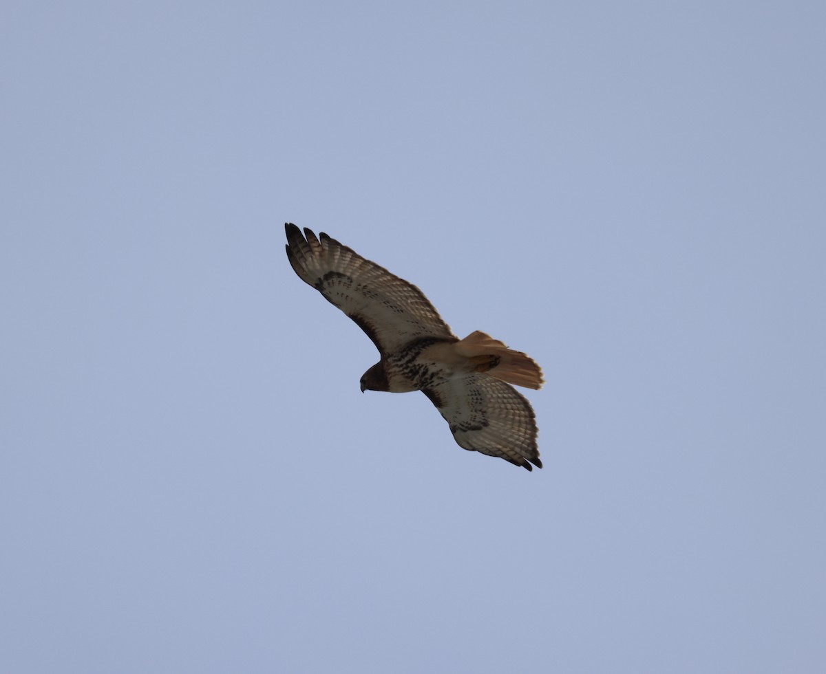 Red-tailed Hawk - ML556498931