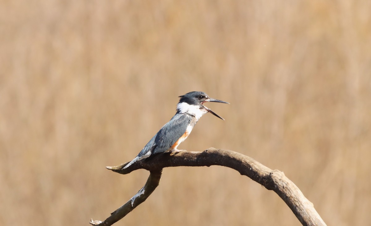 Belted Kingfisher - ML556499261