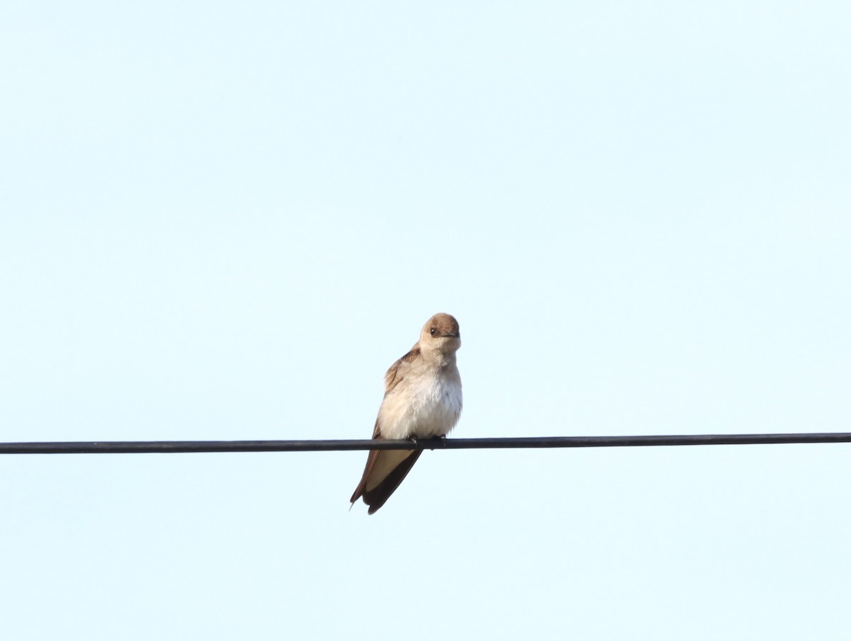 Northern Rough-winged Swallow - ML556499371