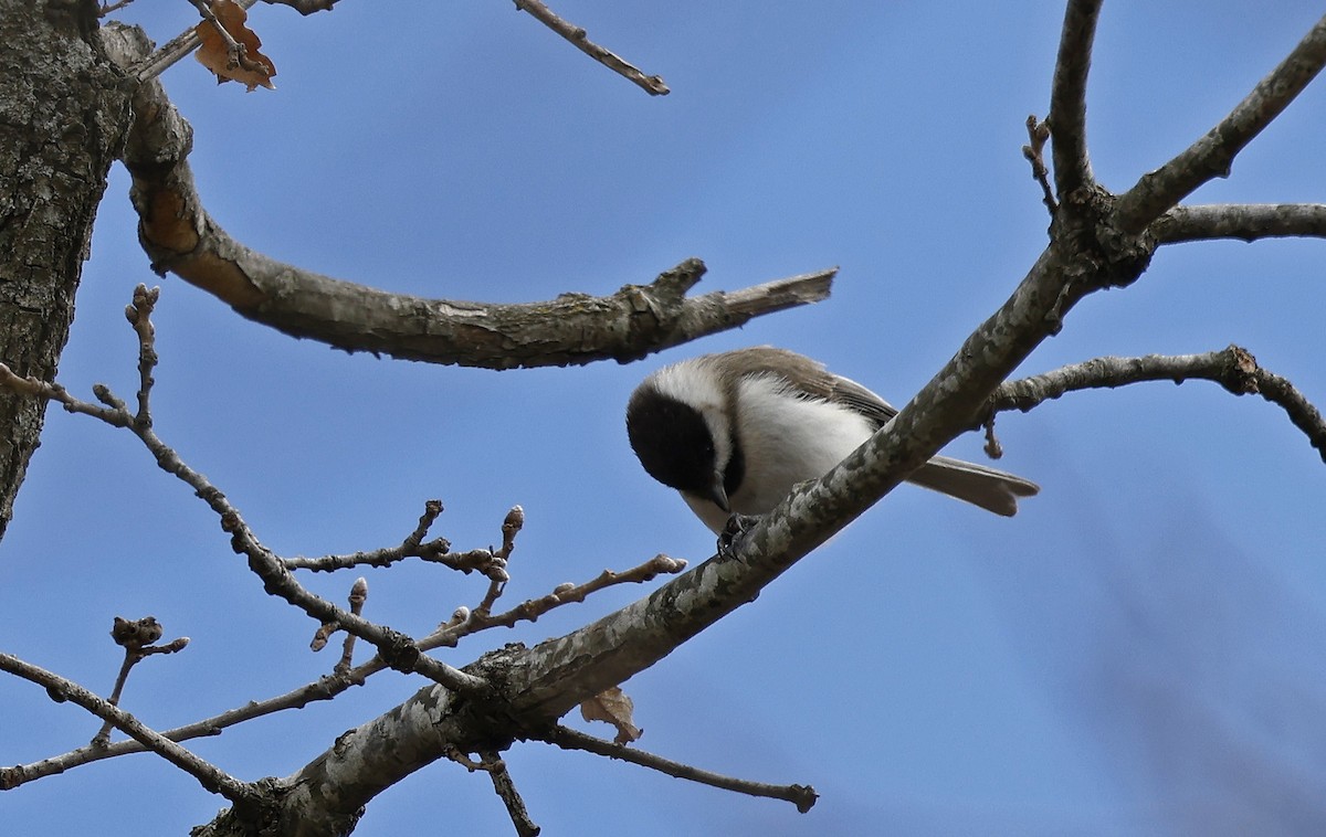 バルカンコガラ - ML556499421