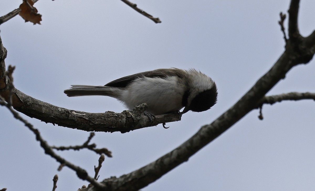 バルカンコガラ - ML556499561