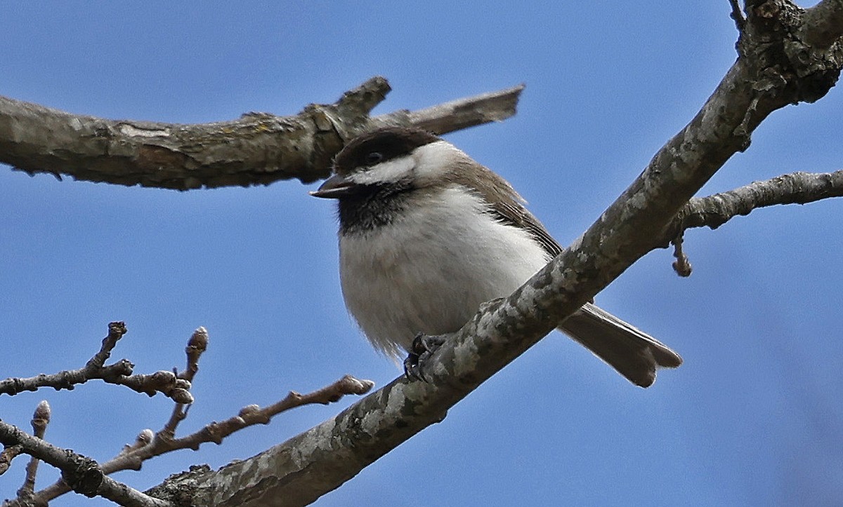 バルカンコガラ - ML556499621