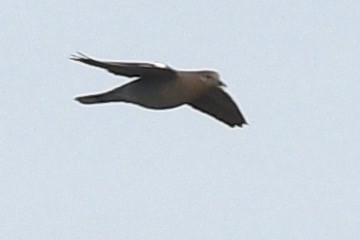 White-winged Dove - ML556499821