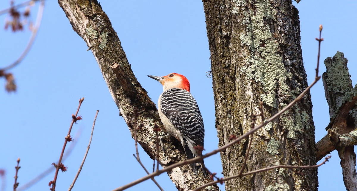 Red-bellied Woodpecker - ML556500281