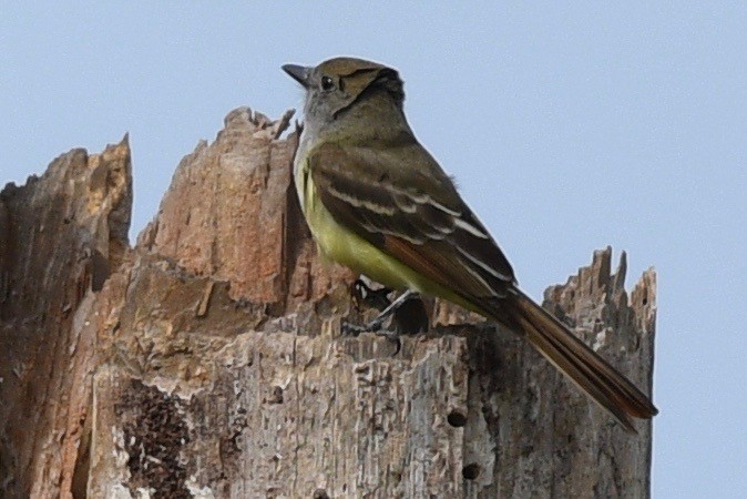 Great Crested Flycatcher - ML556500331