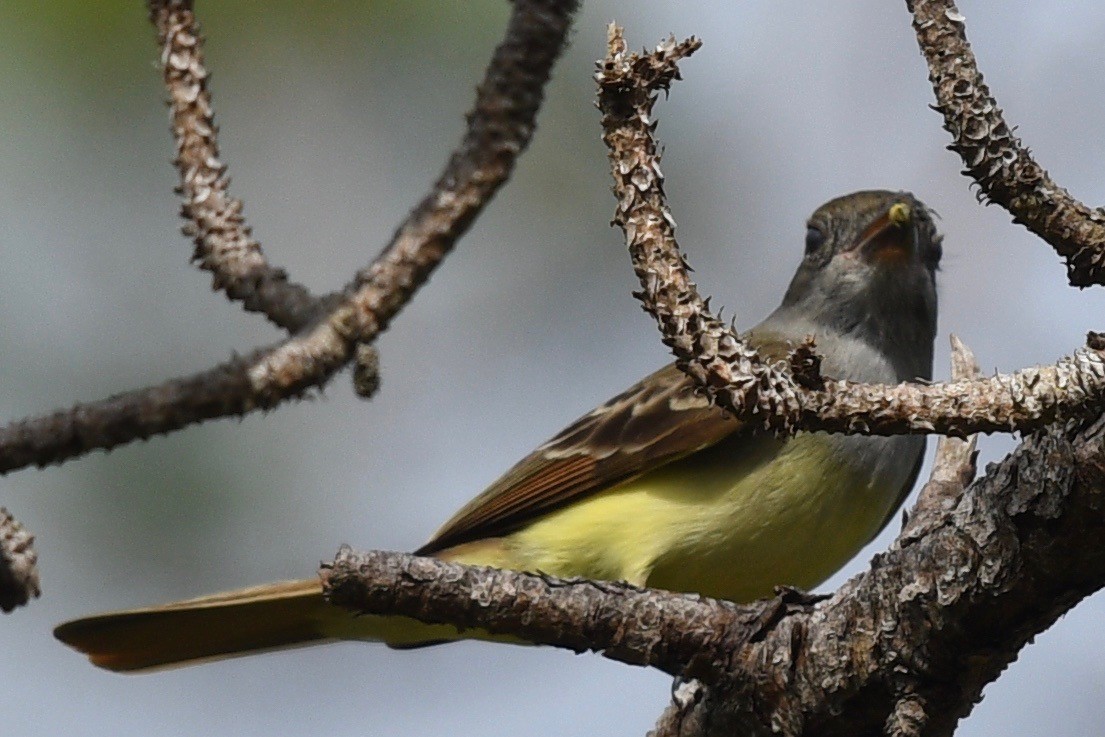 Great Crested Flycatcher - ML556500351