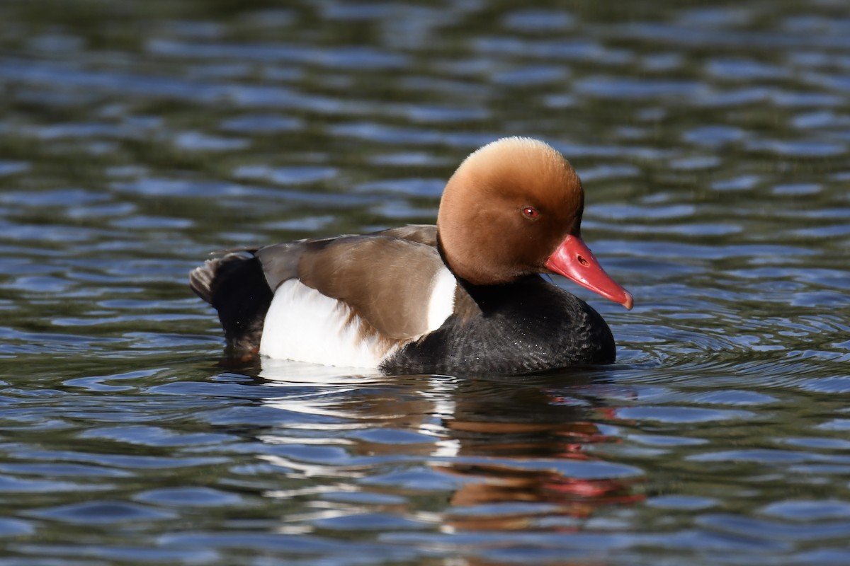 Red-crested Pochard - Diego García Díaz