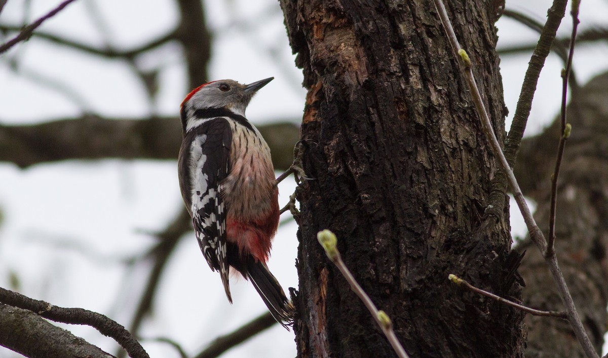 Middle Spotted Woodpecker - ML556501541