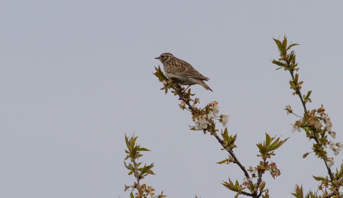 Wood Lark - ML556501591