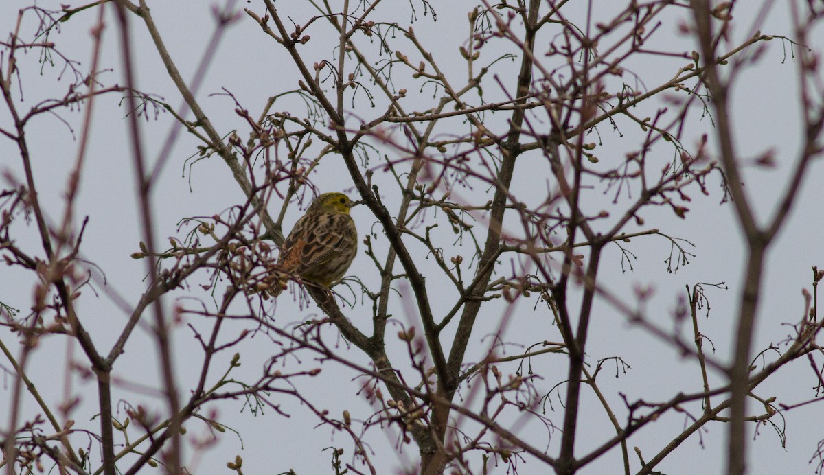 Алтан хөмрөг - ML556501691