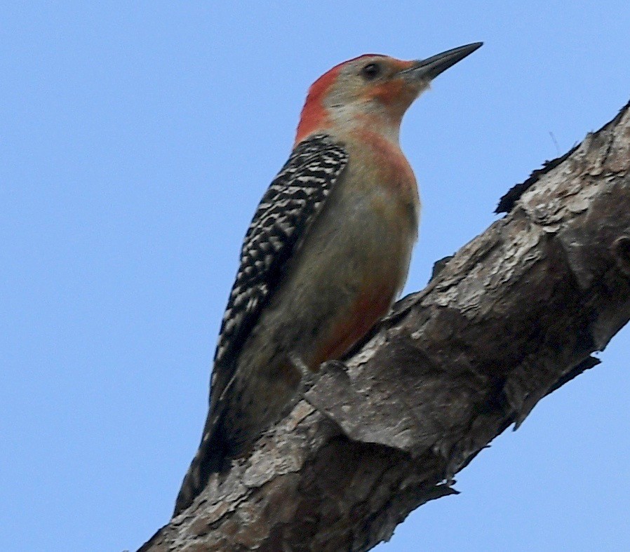 Red-bellied Woodpecker - barbara segal