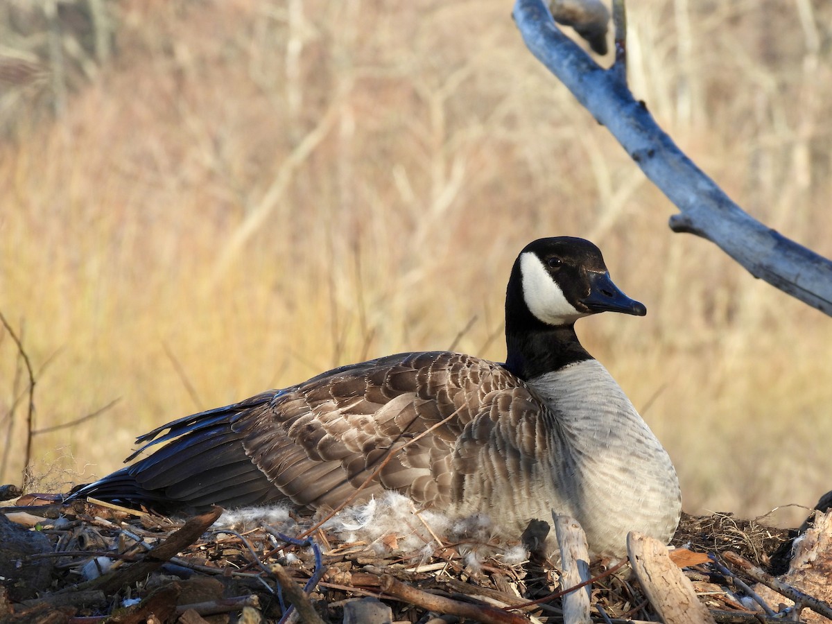 Canada Goose - ML556502381