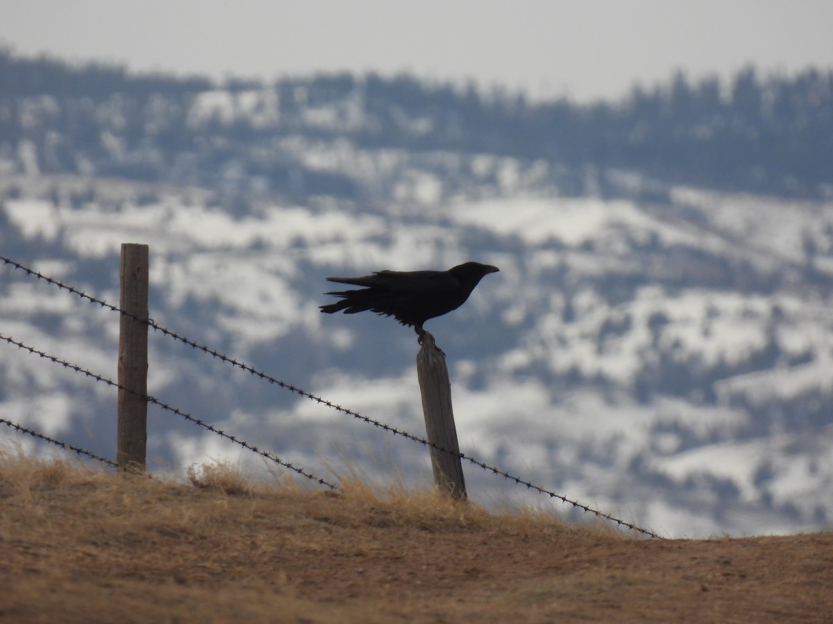 American Crow - ML556502481