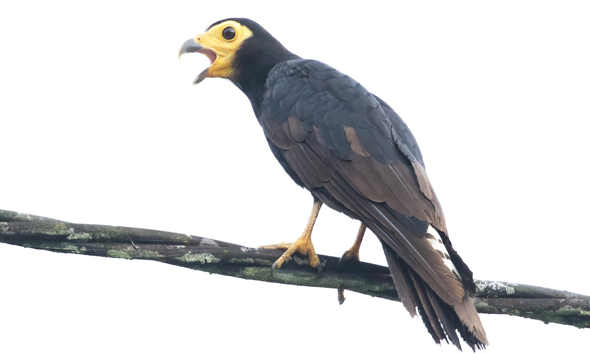 Black Caracara - RJ Baltierra