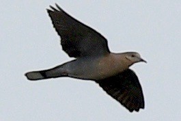 White-winged Dove - ML556502651