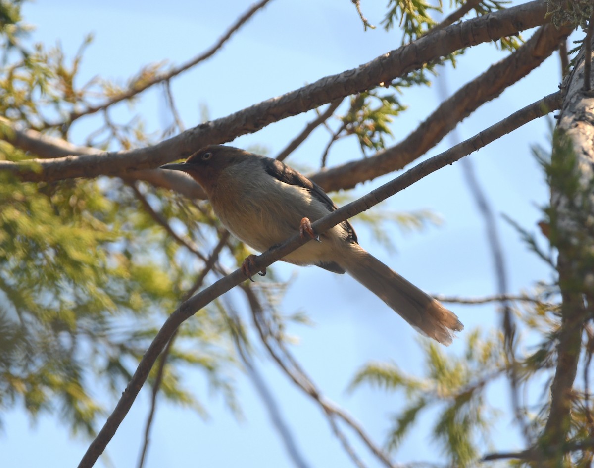 Chapin's Apalis - ML556503161