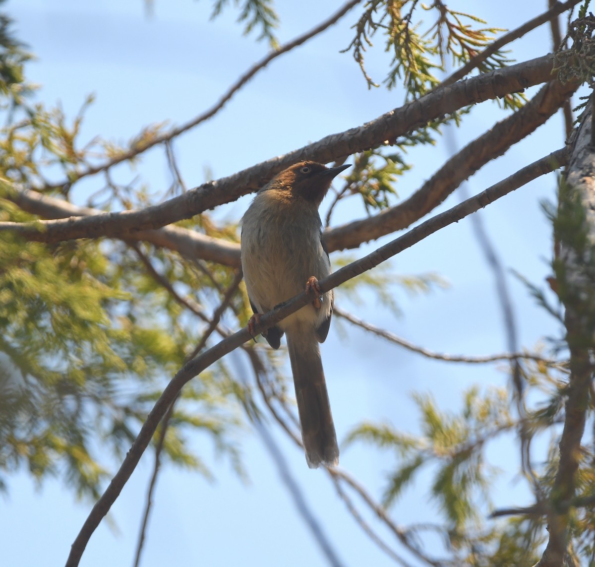 Chapin's Apalis - ML556503491