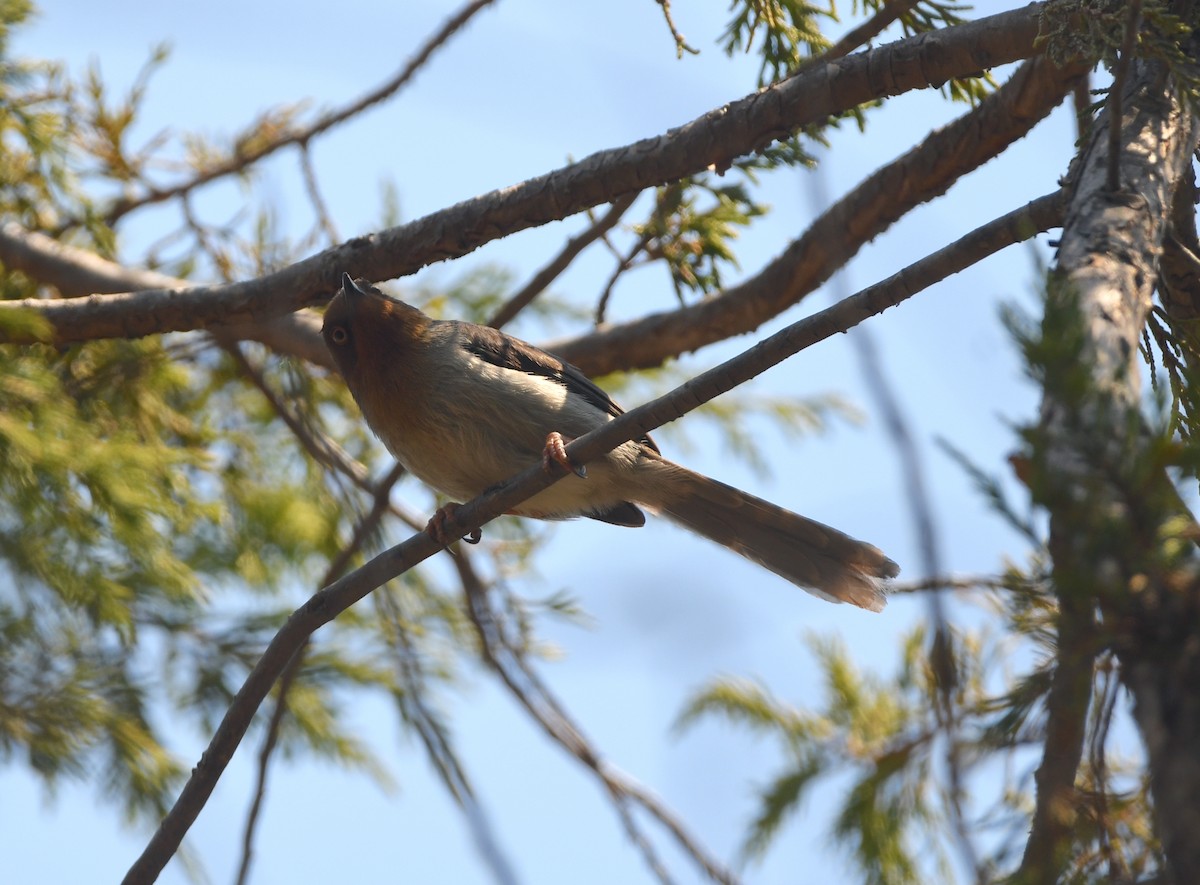 Chapin's Apalis - ML556503771