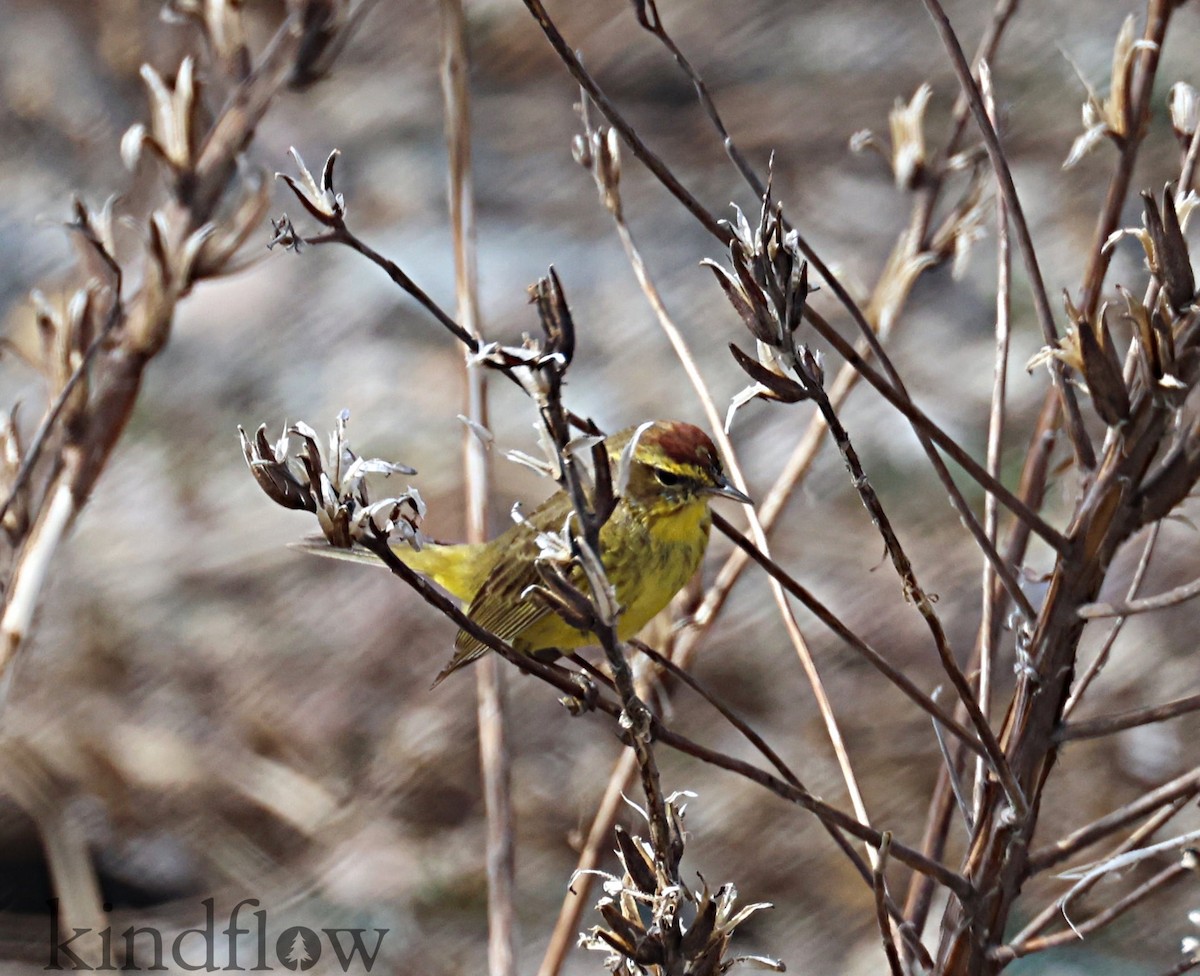 Palm Warbler - ML556504291