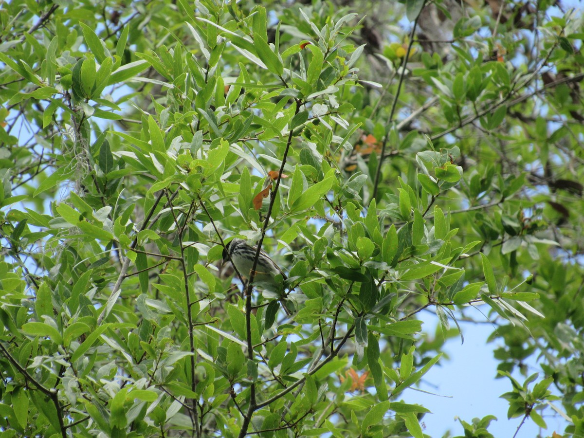 Blackpoll Warbler - ML55650451