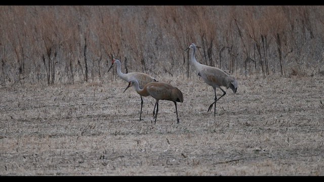 Sandhill Crane (tabida/rowani) - ML556504551