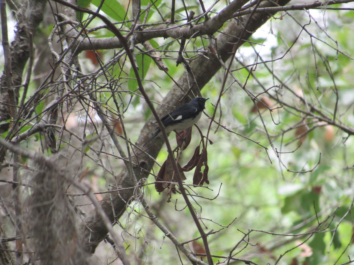 Black-throated Blue Warbler - ML55650481