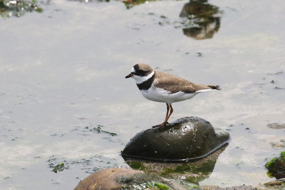Semipalmated Plover - ML556504931