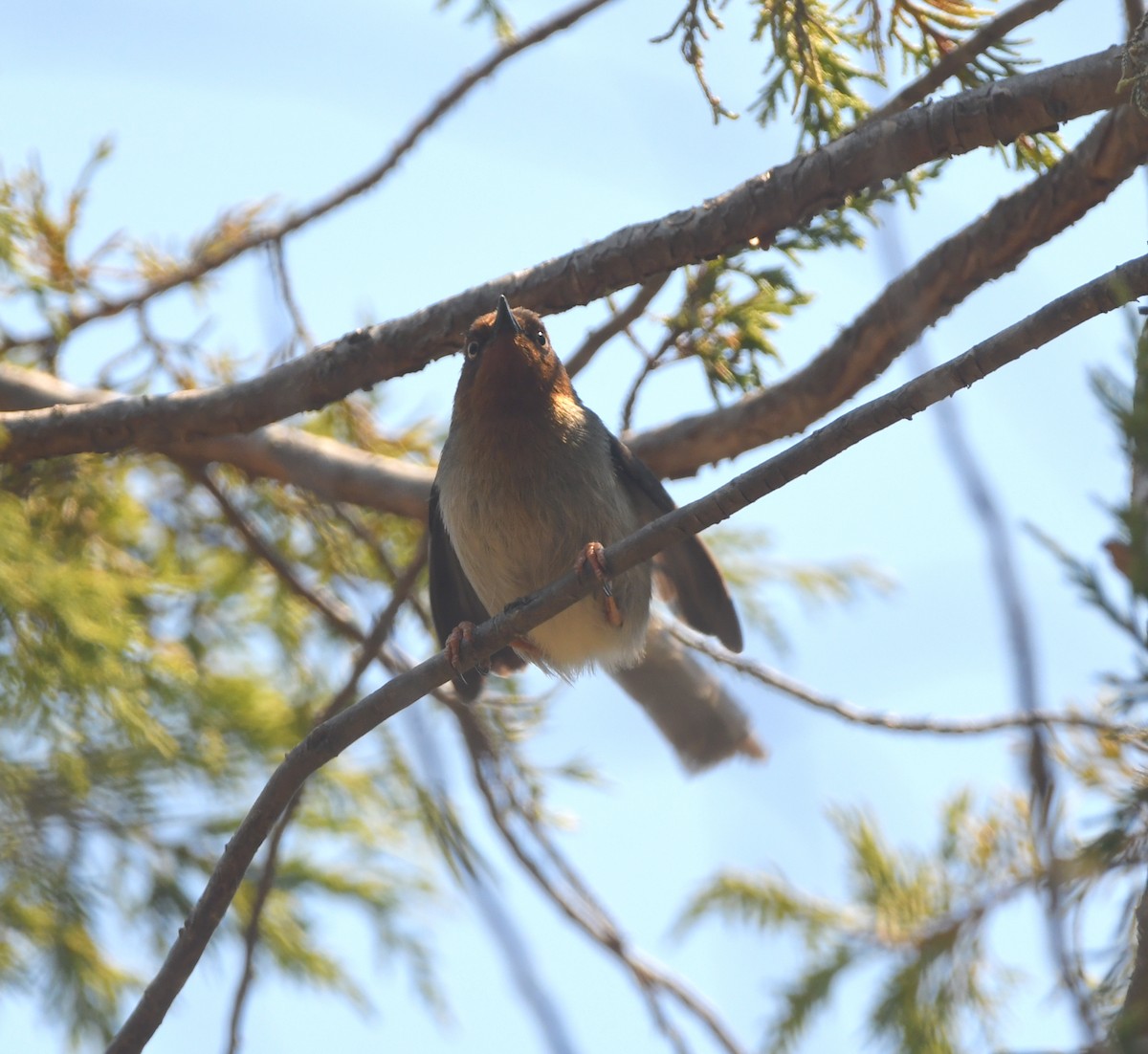 Chapin's Apalis - ML556505131