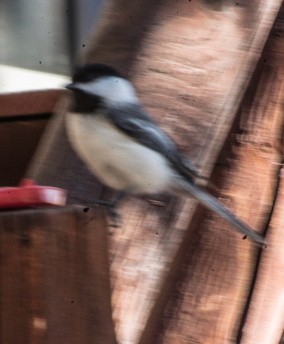 Black-capped/Mountain Chickadee - ML556505221