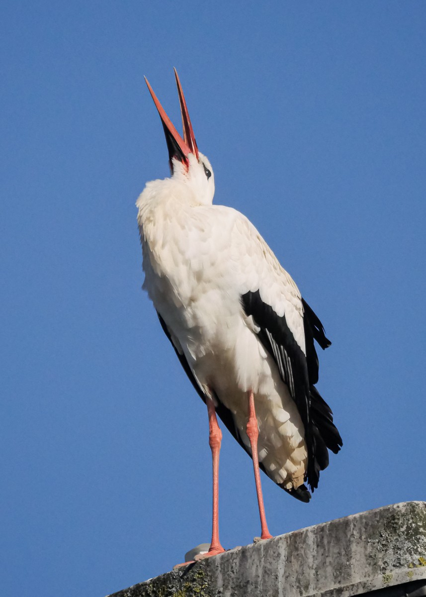 White Stork - ML556506841