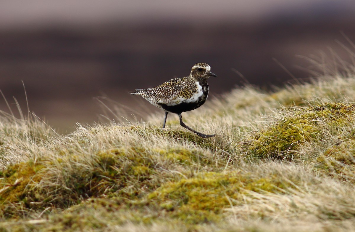 European Golden-Plover - ML556506901