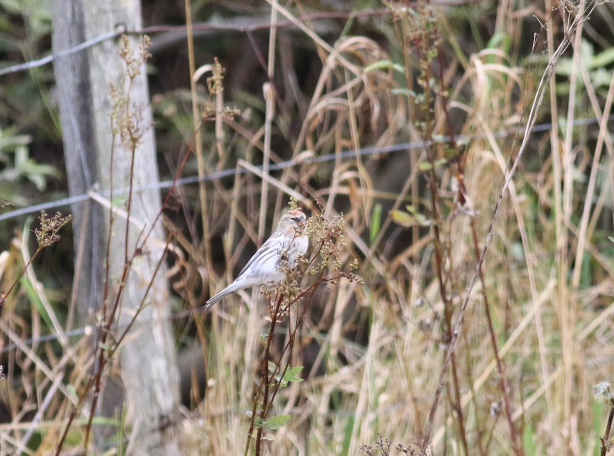 Hoary Redpoll (hornemanni) - Mark Warren