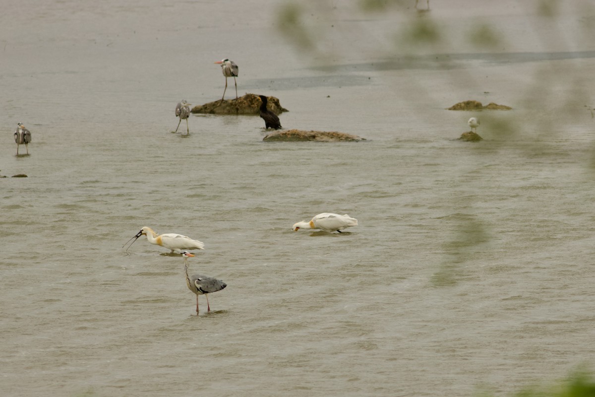 Eurasian Spoonbill - ML556509371