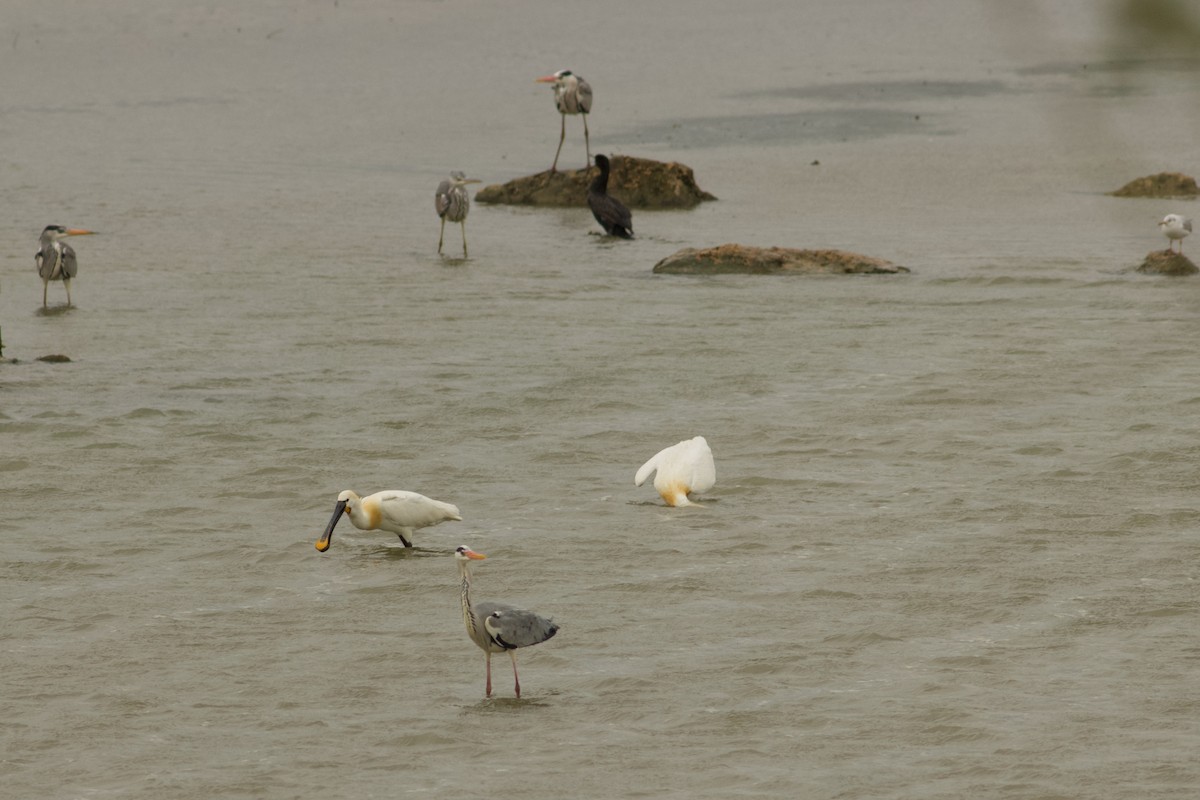 Eurasian Spoonbill - ML556509481