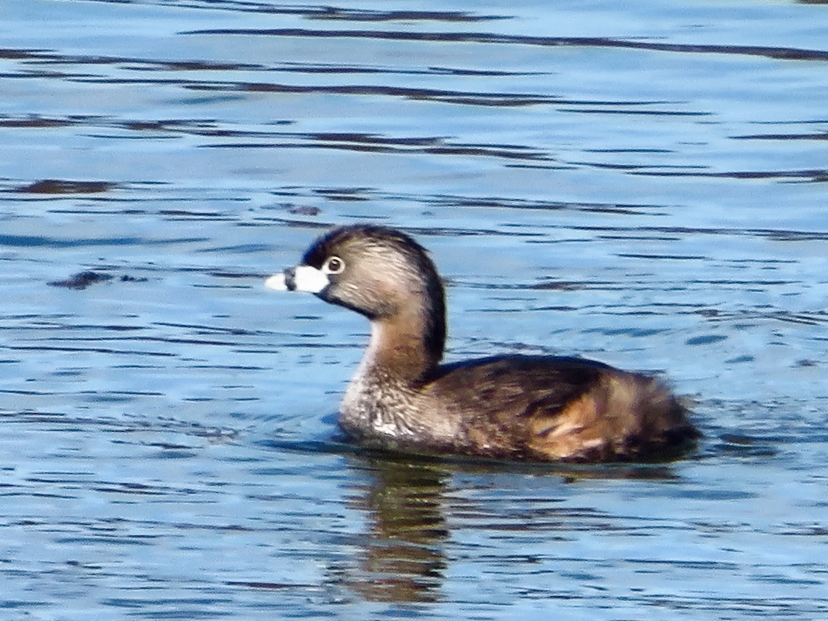 Pied-billed Grebe - ML556510601