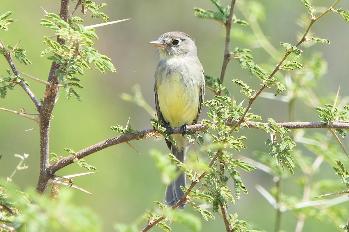 Pileated Flycatcher - Janet Kelly