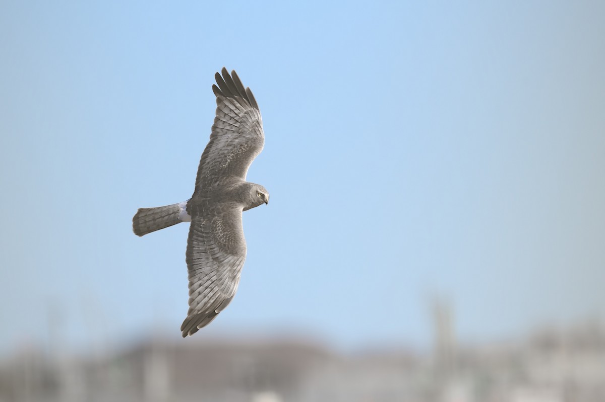 Northern Harrier - ML556510941