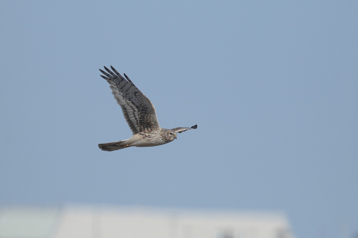 Northern Harrier - ML556510951