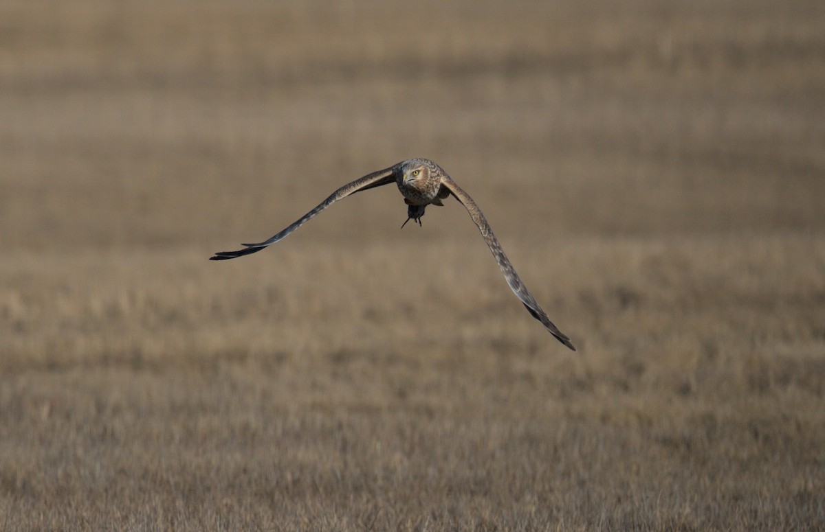 Northern Harrier - ML556510961