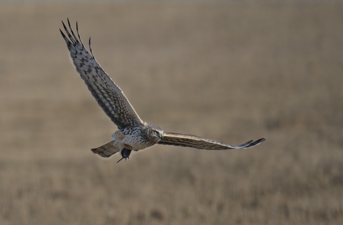 Northern Harrier - ML556510971