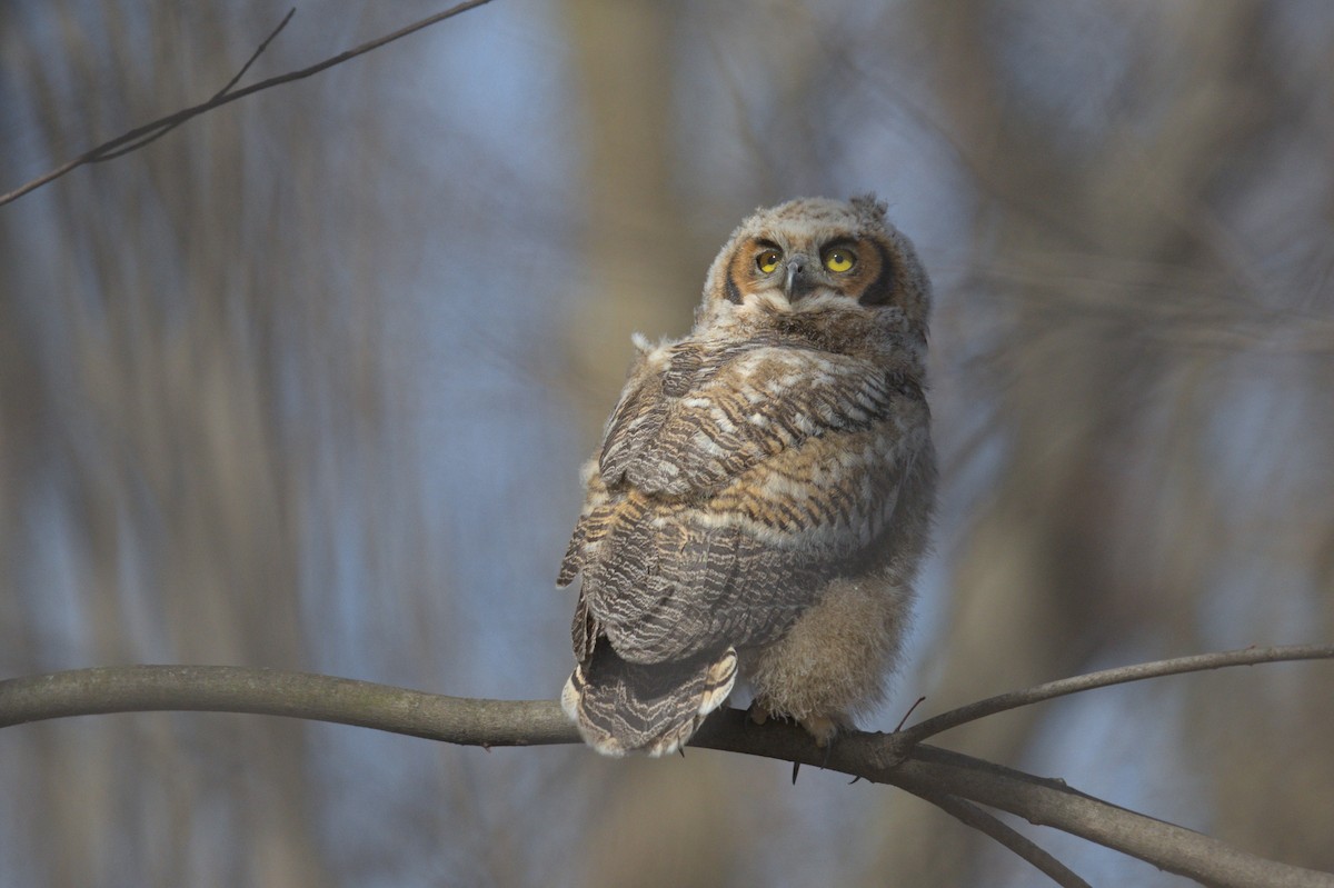 Great Horned Owl - ML556511081