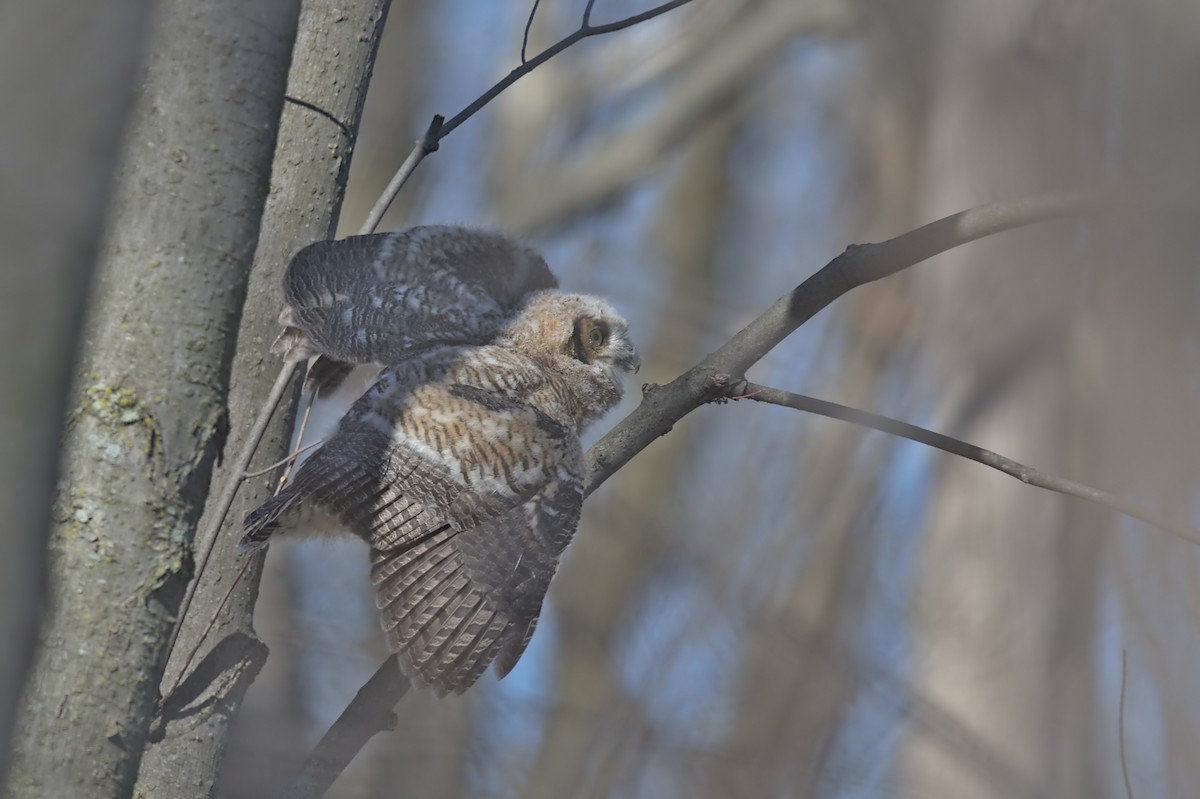 Great Horned Owl - ML556511101