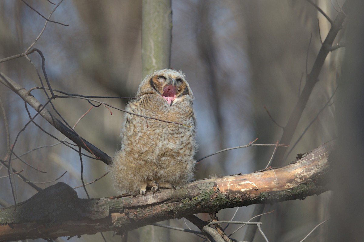 Great Horned Owl - ML556511111