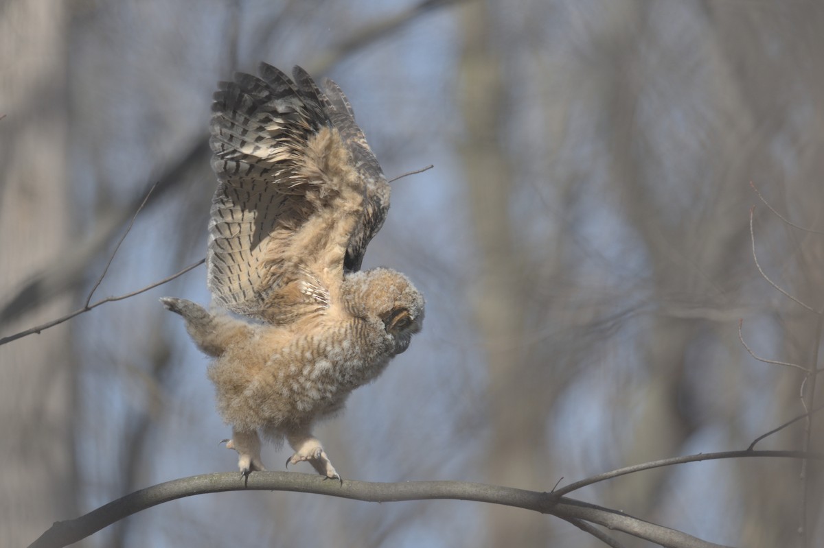 Great Horned Owl - ML556511121