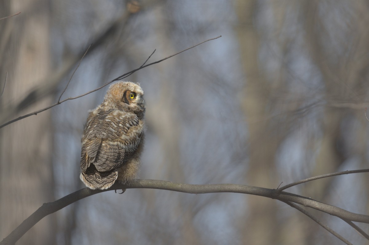 Great Horned Owl - ML556511131