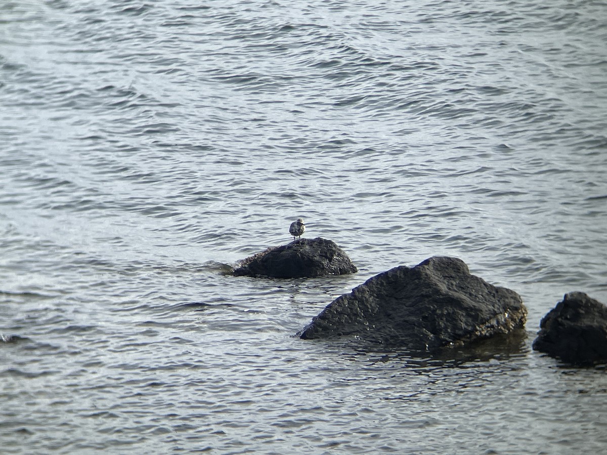 Black-bellied Plover - ML556511231