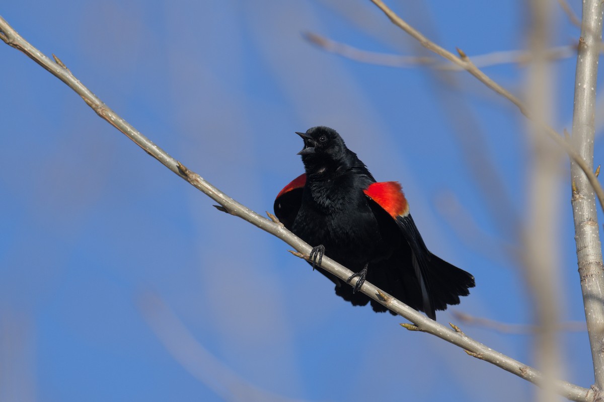 Red-winged Blackbird - ML556511301