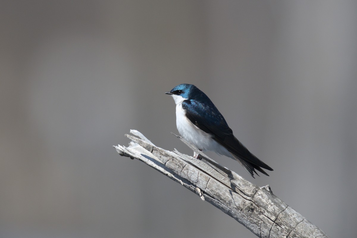 Tree Swallow - ML556511631