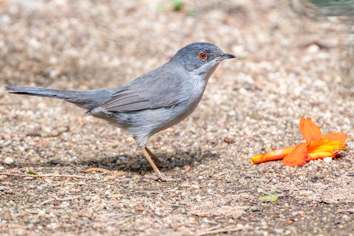 Sardinian Warbler - ML556511851