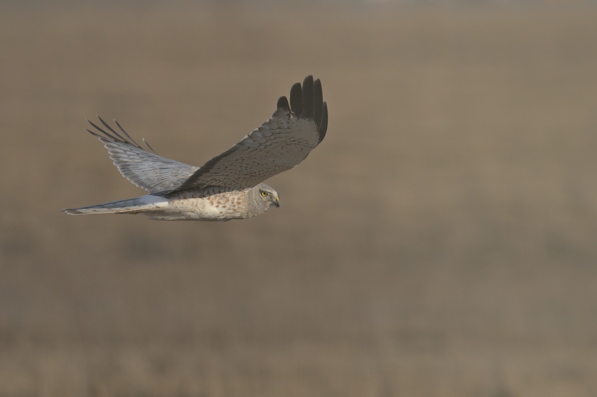 Northern Harrier - ML556513351